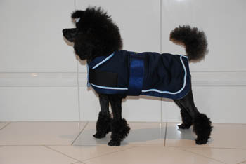hund